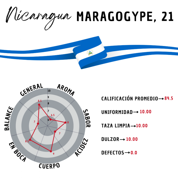 Nicaragua Maragogype 21 Café Doypack 250g - Imagen 3